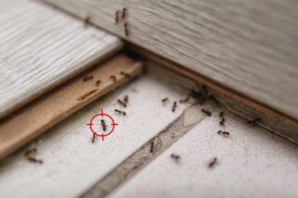 Wildlife Control Services in Coats, NC