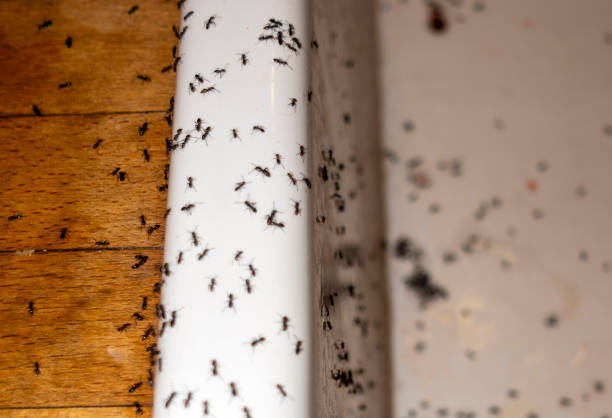 Best Wasp Removal Services  in Coats, NC