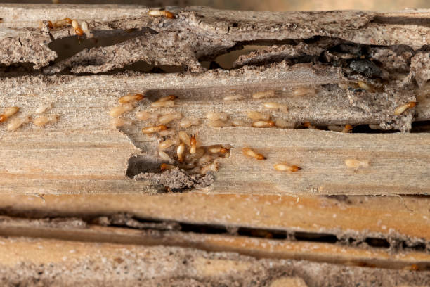 Best Pest Inspection Near Me  in Coats, NC